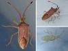 Cletus trigonus